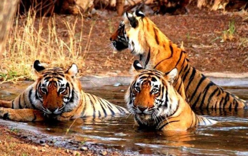 Khawnglung Wildlife Sanctuary, Lunglei, Mizoram - Vushii.com